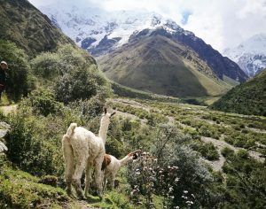 Salkantay trilha Inca