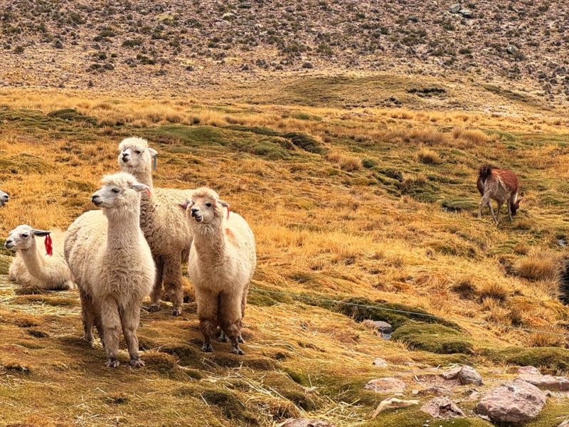 caminho de chivay peru