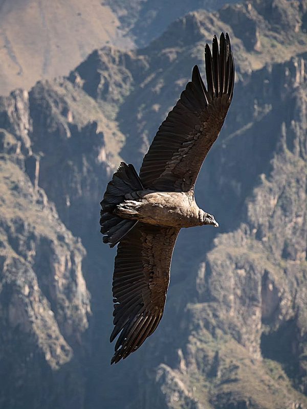condor canion peru